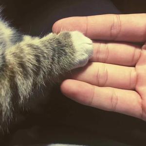 系统图像小鲤导航
